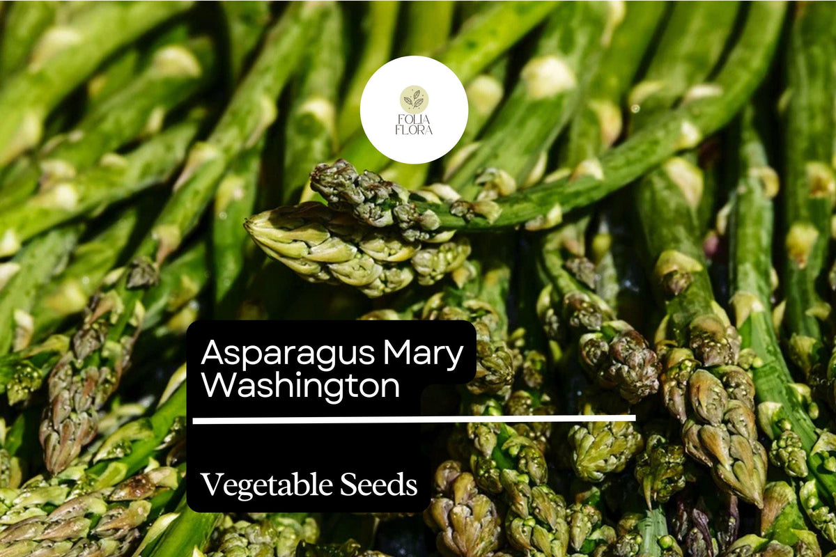 50 Mary Washington Asparagus Seeds – Heirloom Perennial Vegetable, Green Spears with Purple Tips, Asparagus officinalis