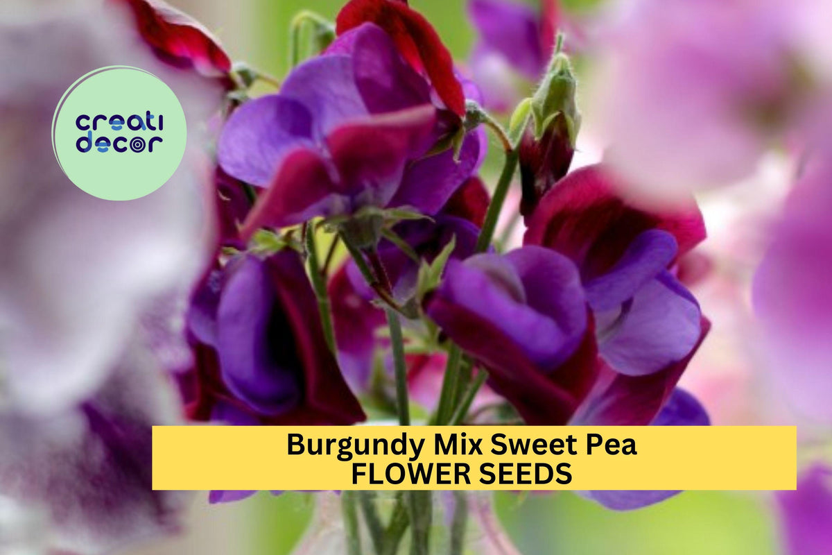 Burgundy Mix Sweet Pea Seeds – Climbing Flower Vine with Maroon, Plum & Red Blooms – Heirloom Lathyrus odoratus for Bouquets & Gardens