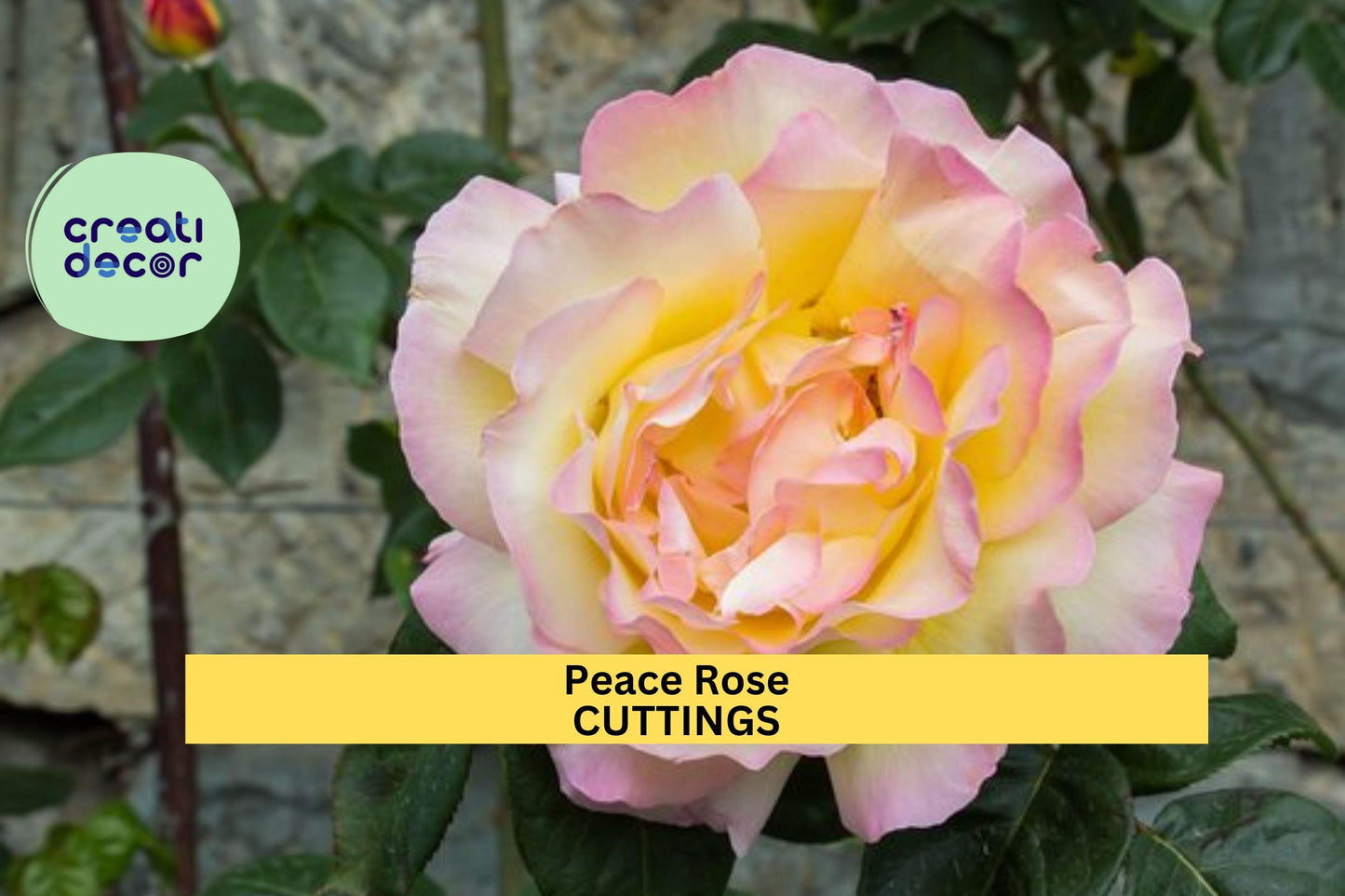 3 Peace Rose Cuttings, Unrooted Hybrid Tea Rose, Rosa 'Peace', Fragrant Yellow and Pink Blooms, Garden Starter, Rooting Planting Material