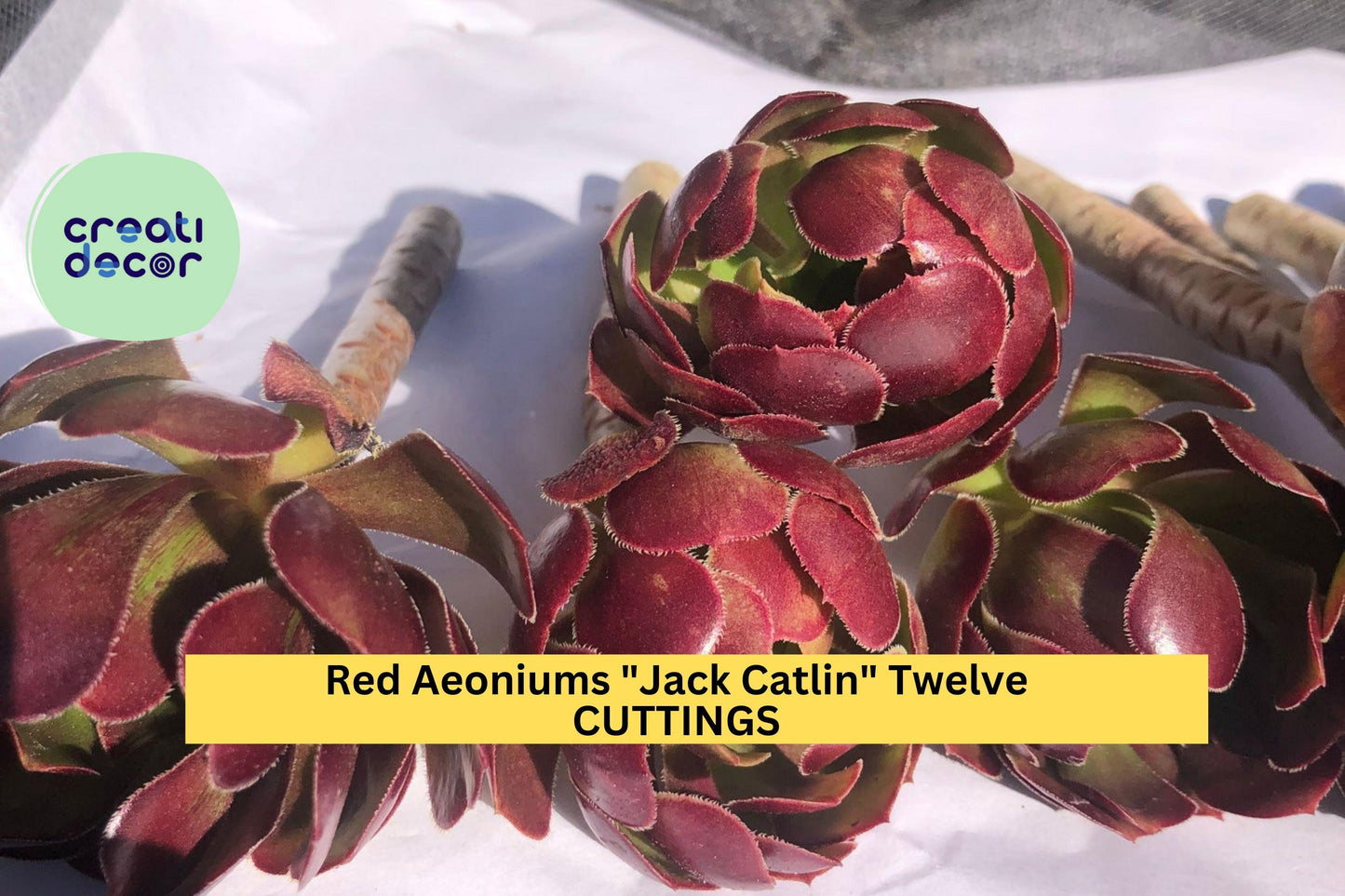 12 Aeonium Jack Catlin Cuttings | Red Rosette Succulent Starter | Unrooted 6-Inch Tall Stems | Drought Tolerant, Easy to Grow