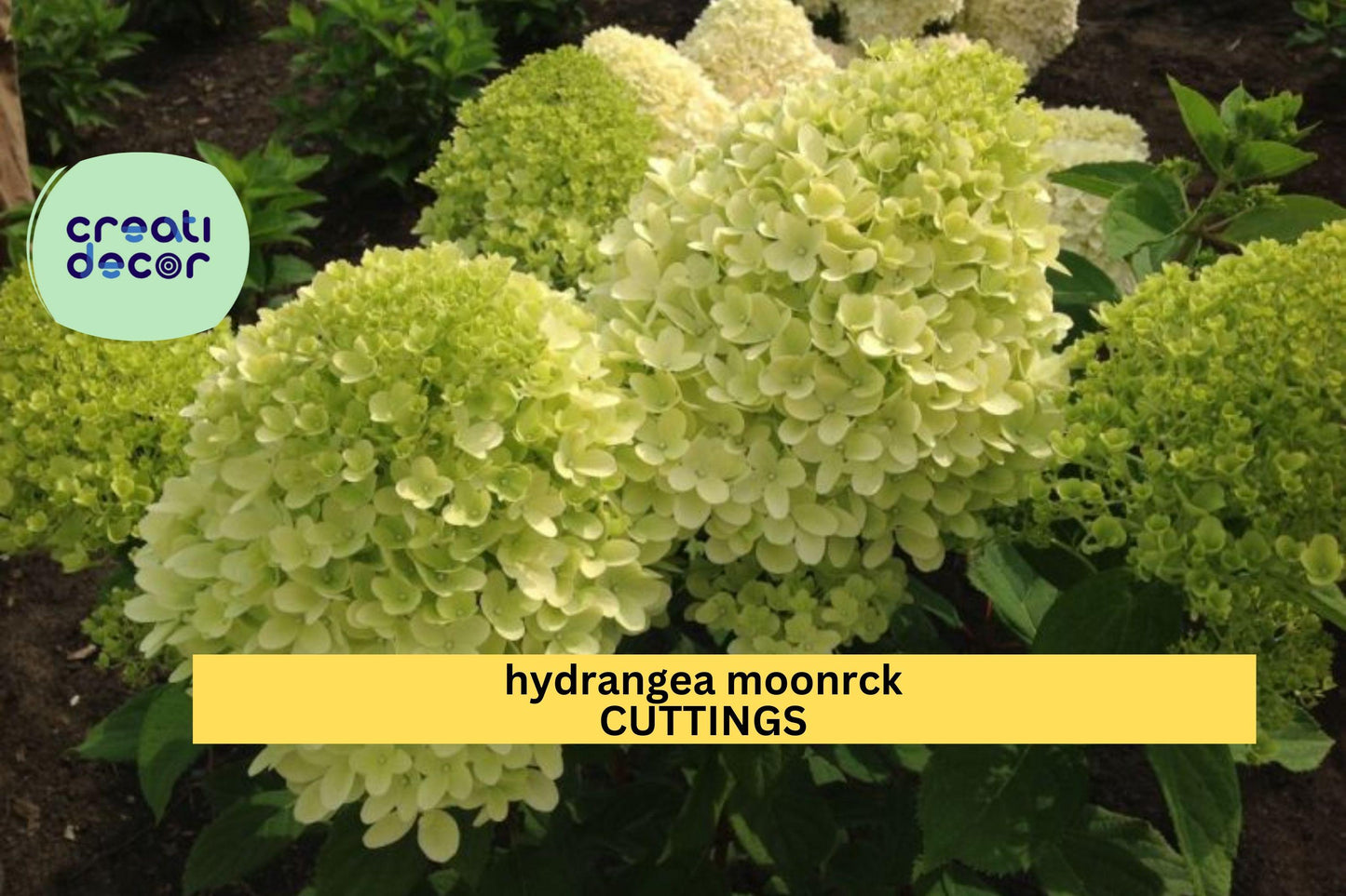 Hydrangea paniculata Moonrock Rooted Cuttings – 6-9 Inch White-Green Flowering Shrubs for Borders & Gardens