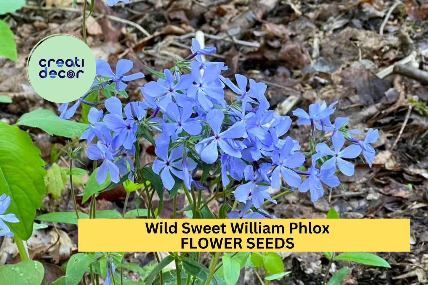 Wild Sweet William Phlox Seeds – Native Perennial with Lavender-Purple Blooms – Shade-Tolerant Pollinator-Friendly Plant – Phlox divaricata