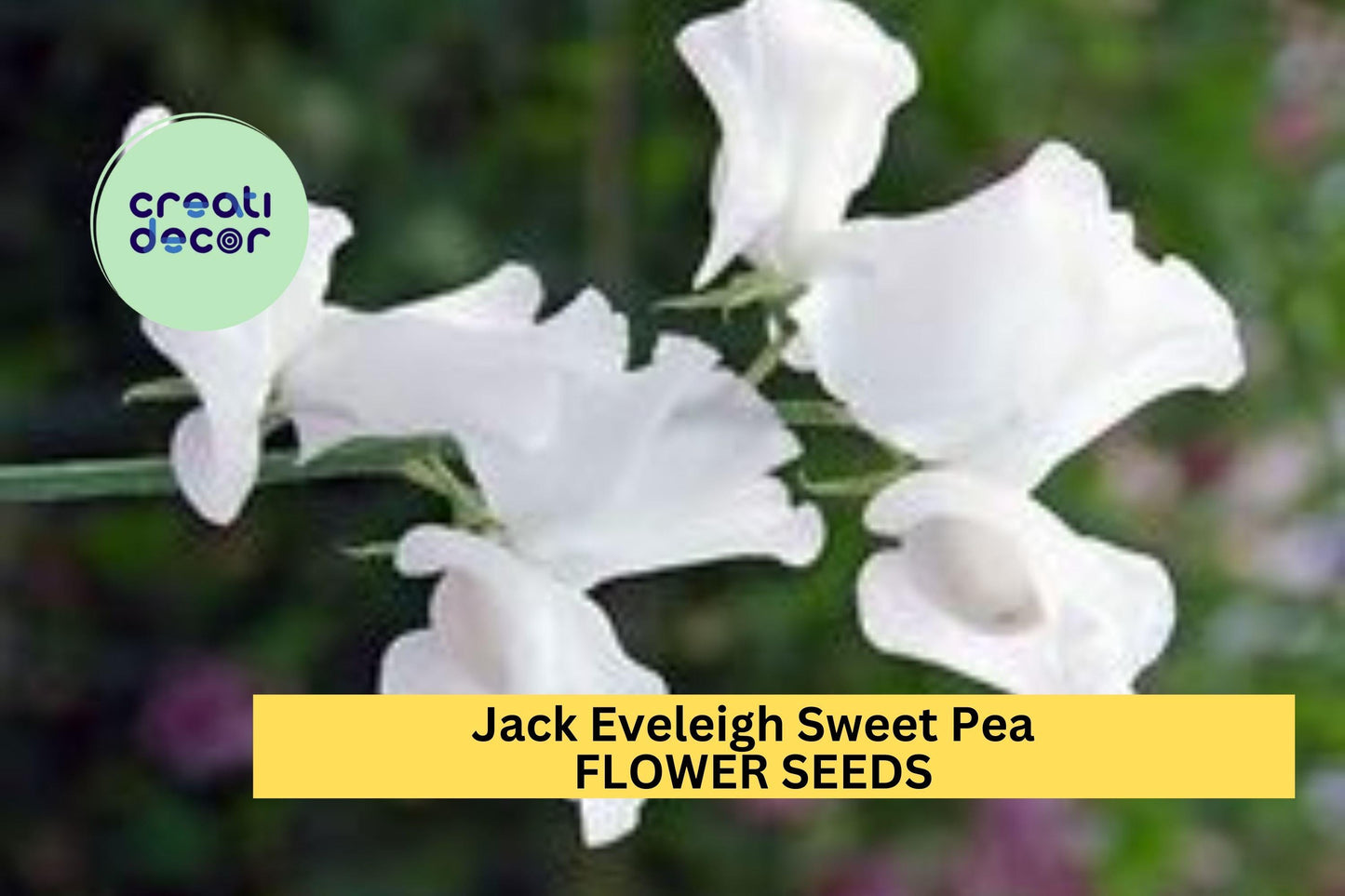 Sweet Pea Seeds – Lavender-Pink Ruffled Blooms Climbing Vine for Bouquets & Cottage Gardens – Lathyrus odoratus