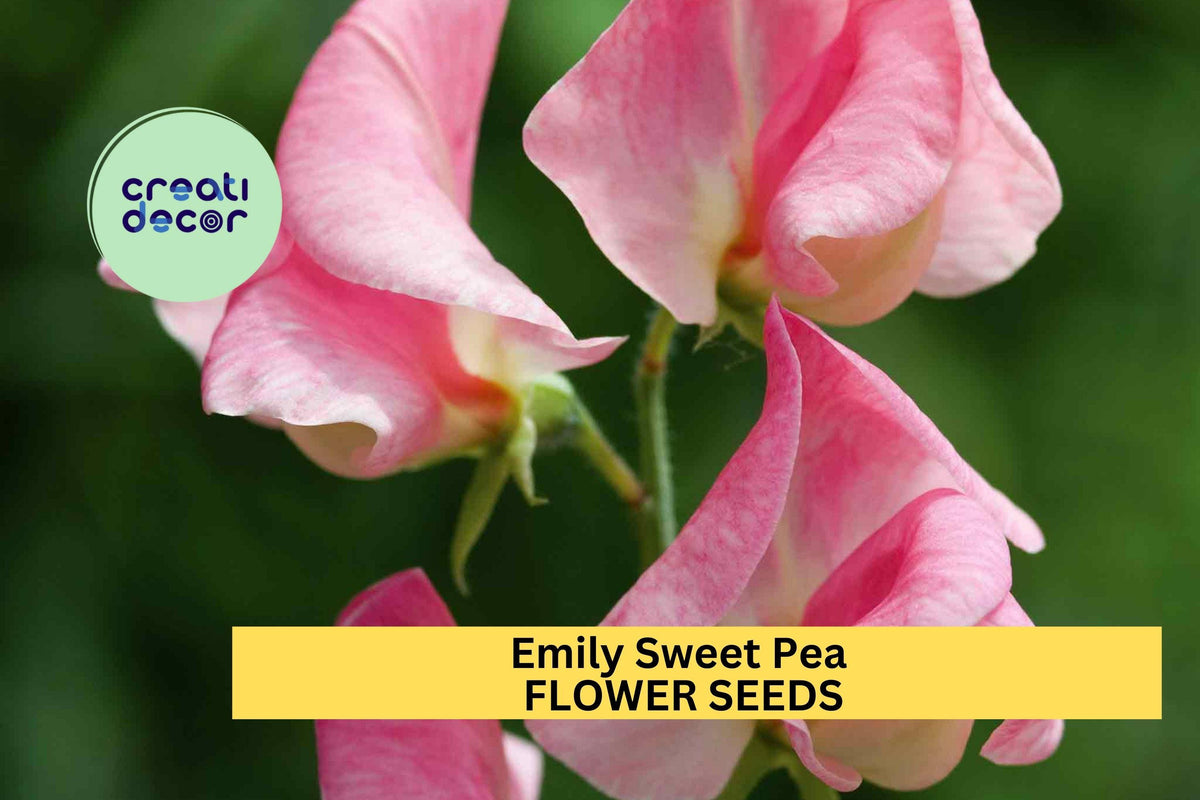 50+ Emily Sweet Pea Seeds – Fragrant Lavender-Pink Climbing Vines for Gardens, Bouquets & Trellises – Lathyrus odoratus