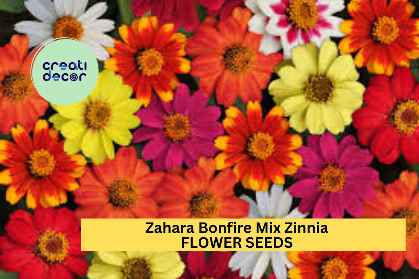100+ Zahara Bonfire Mix Zinnia Seeds – Bright Red, Orange & Yellow Blooms, Heat-Tolerant Annuals, Zinnia marylandica for Garden, Borders & Containers