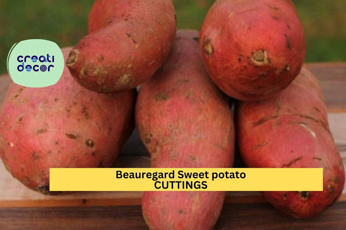 Beauregard Sweet Potato Slips – Organic Rooted Cuttings, High-Yield Orange Flesh, Pesticide-Free, Ipomoea batatas