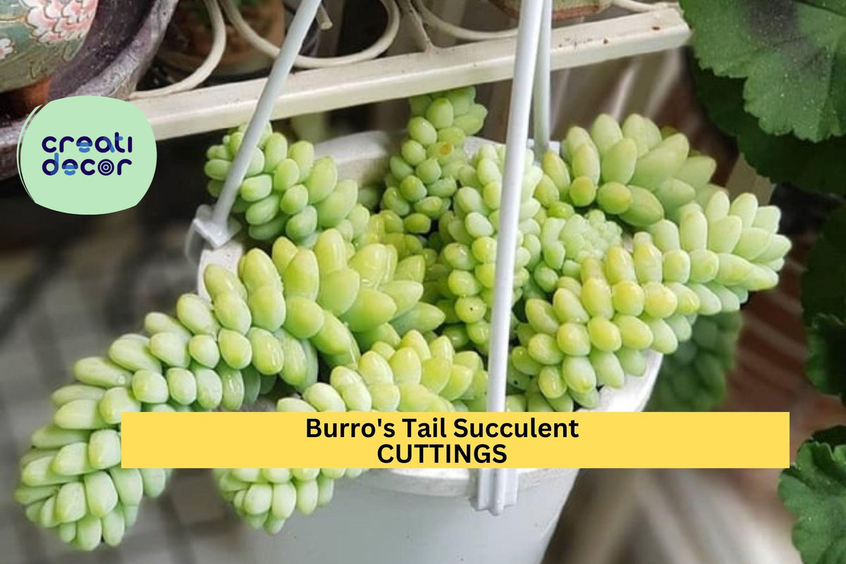 Burro’s Tail Succulent Cuttings, Sedum morganianum, 5 Unrooted Trailing Stems, Easy to Grow, Drought Tolerant, Perfect for Hanging Baskets