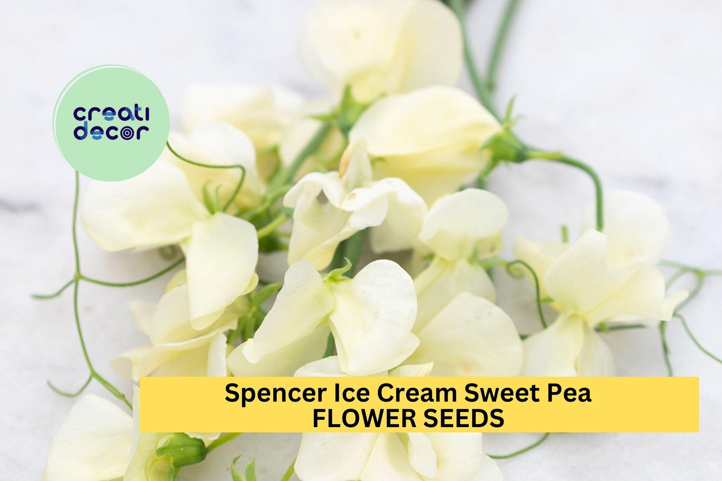 Sweet Pea Seeds 50+ Pack – Fragrant Pastel Blooms for Climbing Vines, Garden Trellises – Lathyrus odoratus