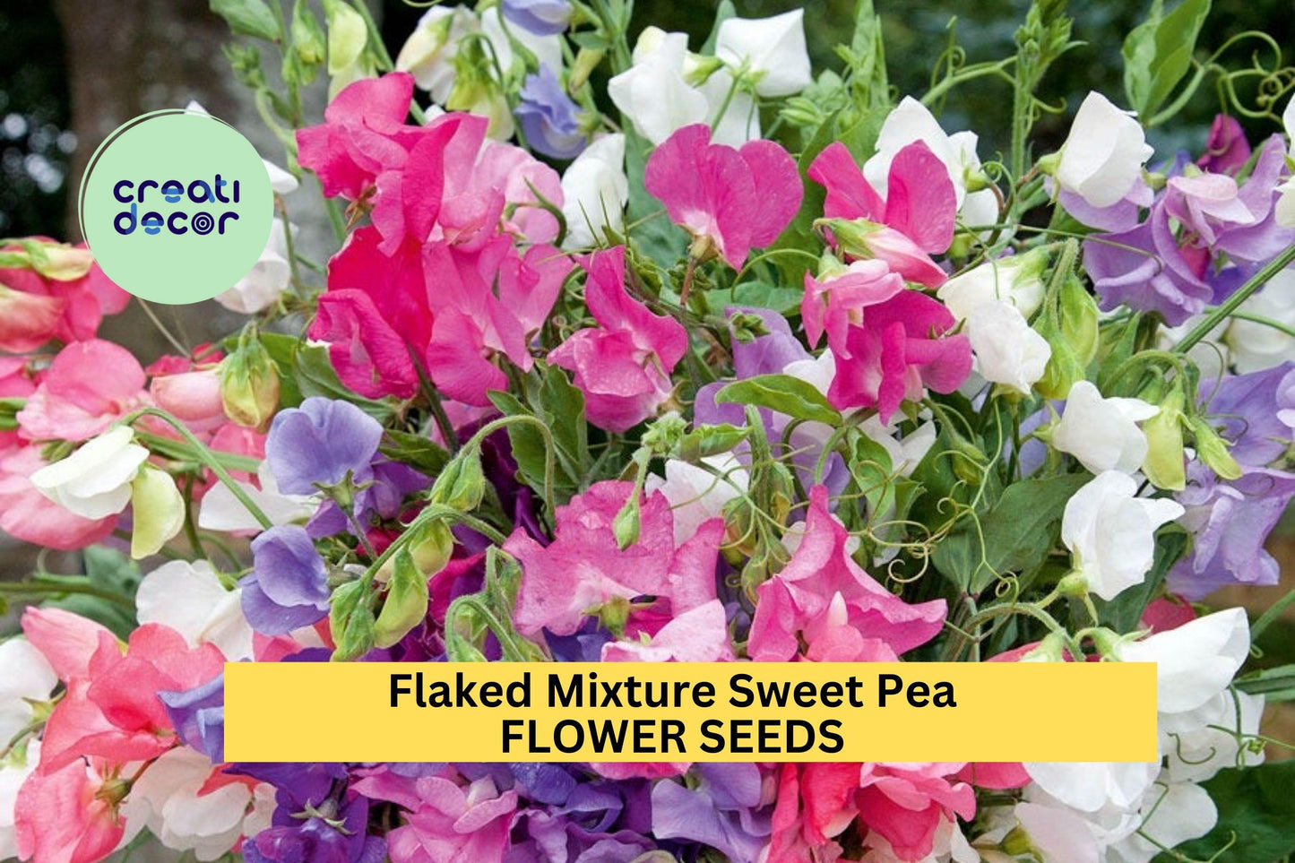 50+ Flaked Mixture Sweet Pea Seeds – Fragrant Climbing Vines for Trellises & Bouquets, Lathyrus odoratus, Mixed Colors, Cool-Season Annual
