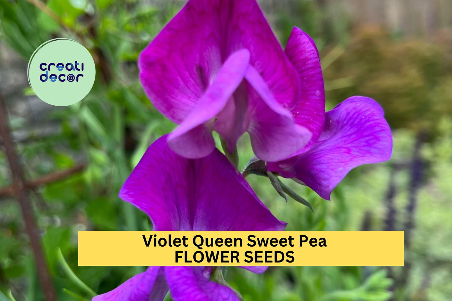 Violet Queen Sweet Pea Seeds – Fragrant Deep Violet Climbing Vines for Trellises & Fences – Lathyrus odoratus, 50+ Seeds