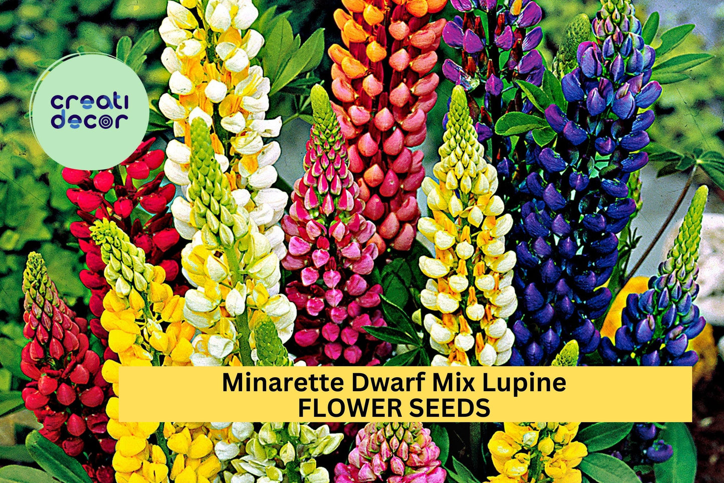 25+ Minarette Dwarf Mix Lupine Seeds – Compact Perennial Flowers in Pink, Purple, Blue, White & Yellow – Lupinus polyphyllus for Borders & Containers