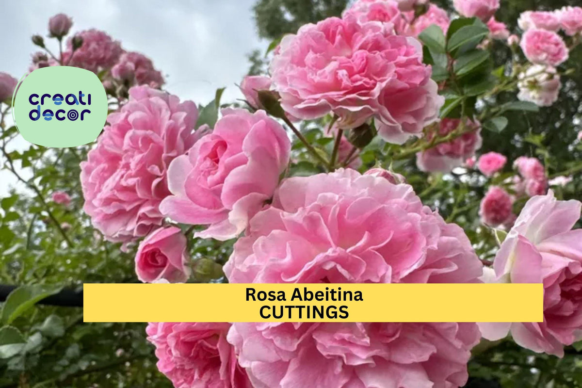 Pink Climbing Rose Cuttings | Unrooted Heirloom Pine Rose Vining Flowering Plant | Rosa spp.