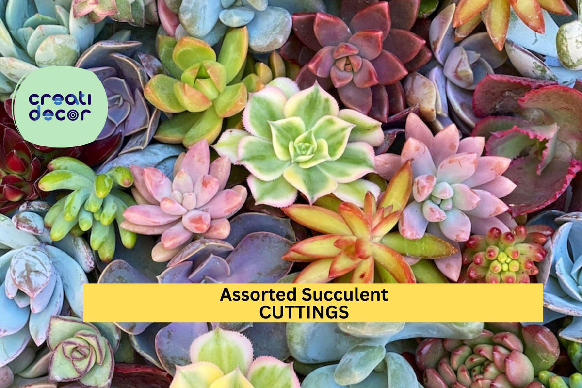 Assorted Succulent Cuttings Pack | 18 Varieties | Unrooted Starter Plants | DIY Garden, Gift, Terrarium | Echeveria, Sedum, Crassula