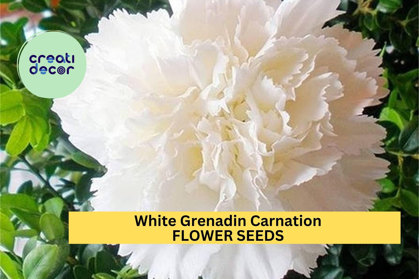 White Grenadin Carnation Seeds – 200+ Double White Blooms for Garden, Cut Flowers, Dianthus caryophyllus