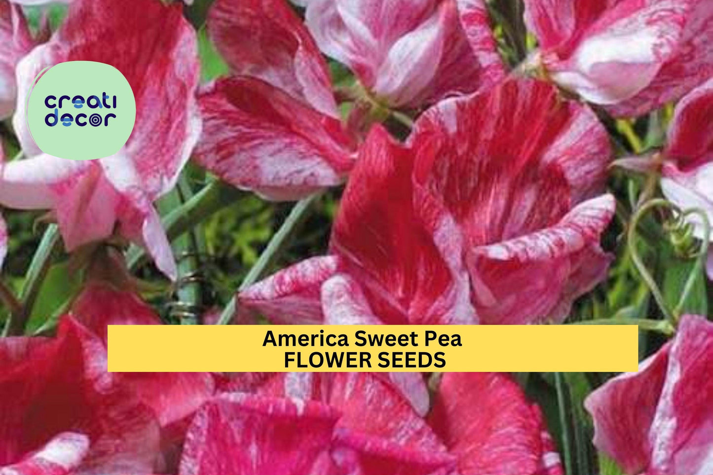 50+ America Sweet Pea Seeds – Red & White Bicolor Fragrant Climbing Vines for Trellises & Cut Flowers – Lathyrus odoratus