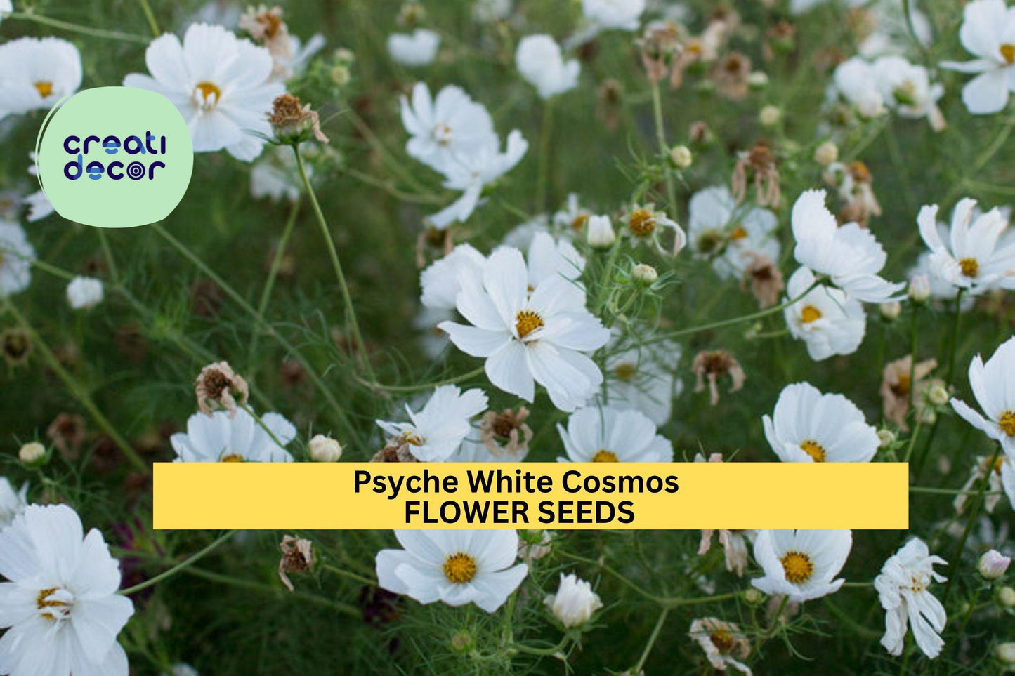 200+ Psyche White Cosmos Seeds – Frilly Double White Blooms, Cosmos bipinnatus, Cottage Garden, Pollinator-Friendly, Annual Flower Seeds