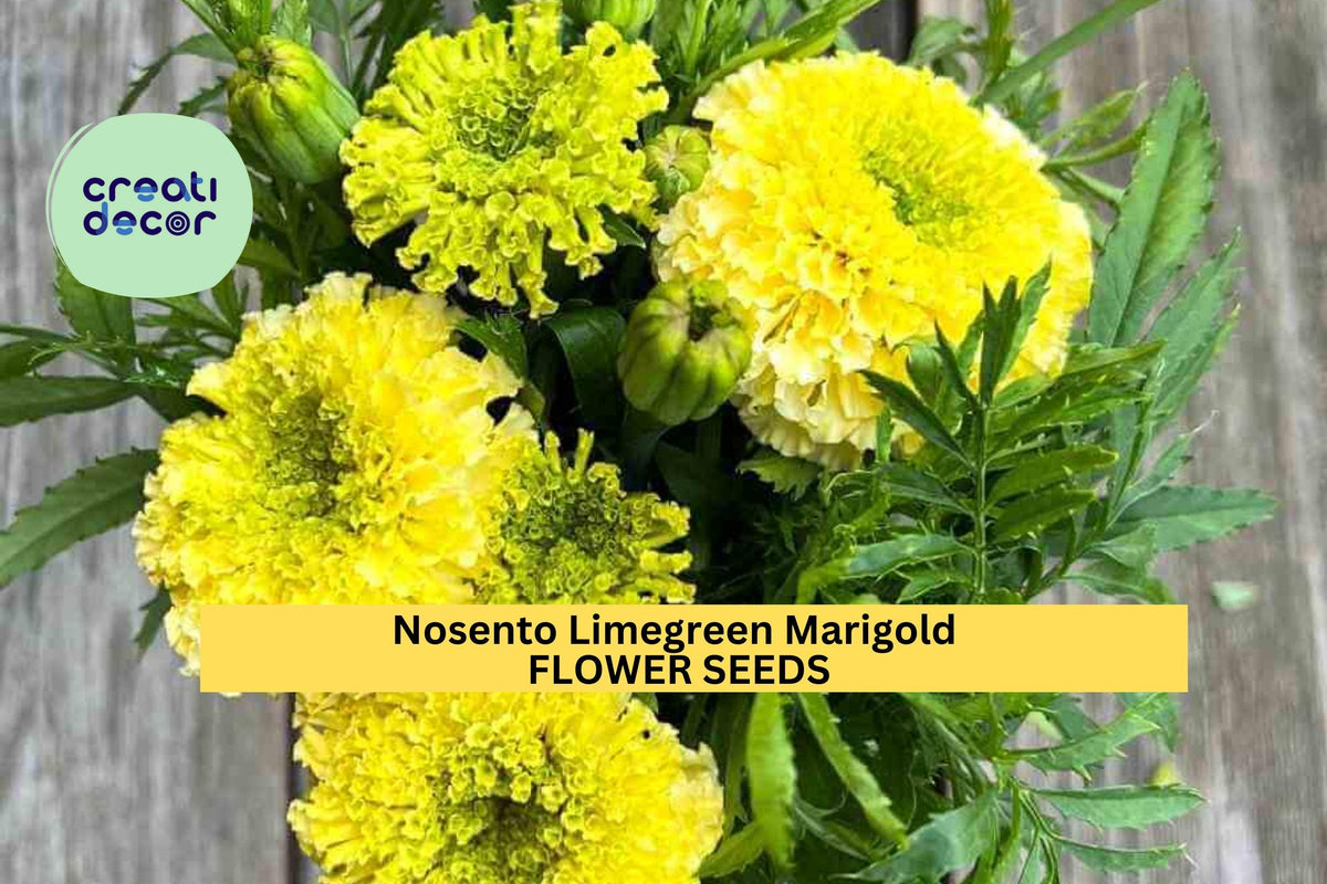 25+ Nosento Limegreen Marigold Seeds – Pale Green Double Blooms, Tagetes erecta, Summer Annual for Garden Beds & Borders