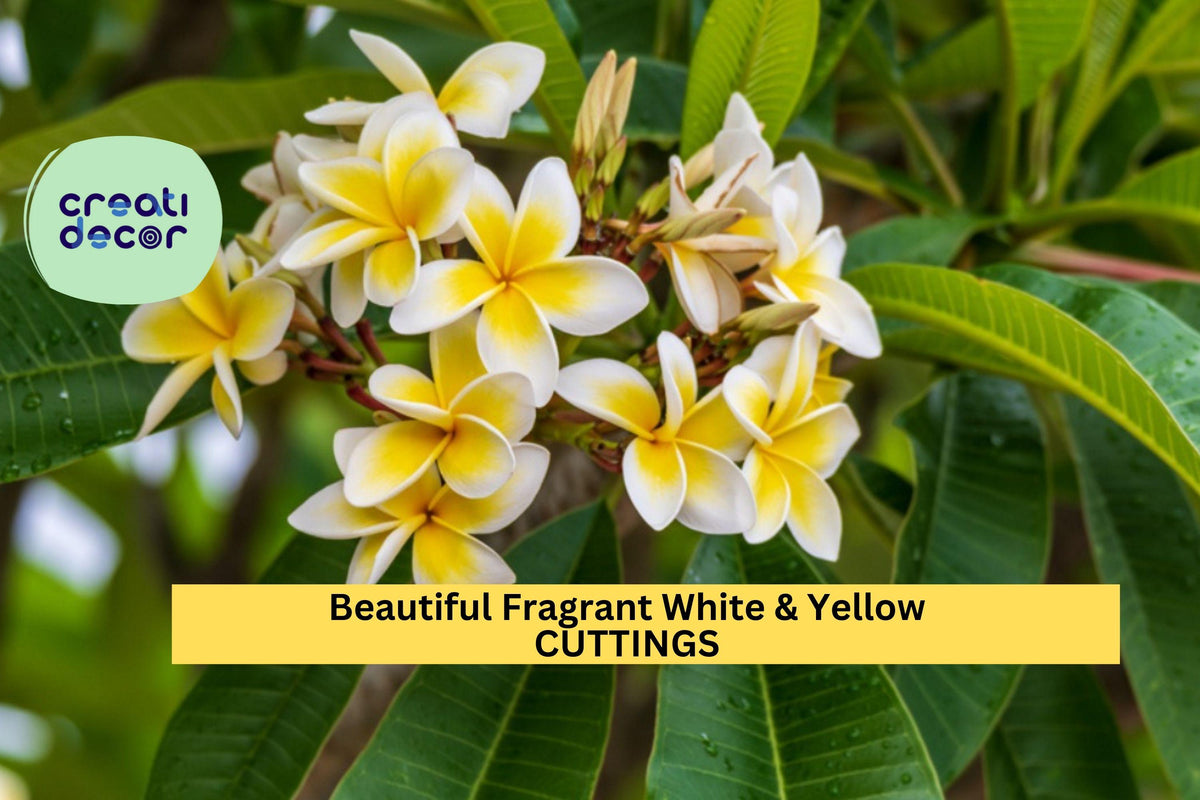 Fragrant White & Yellow Plumeria Cutting | 10+ Inch Unrooted Stem | Tropical Flowering Plant | Plumeria rubra
