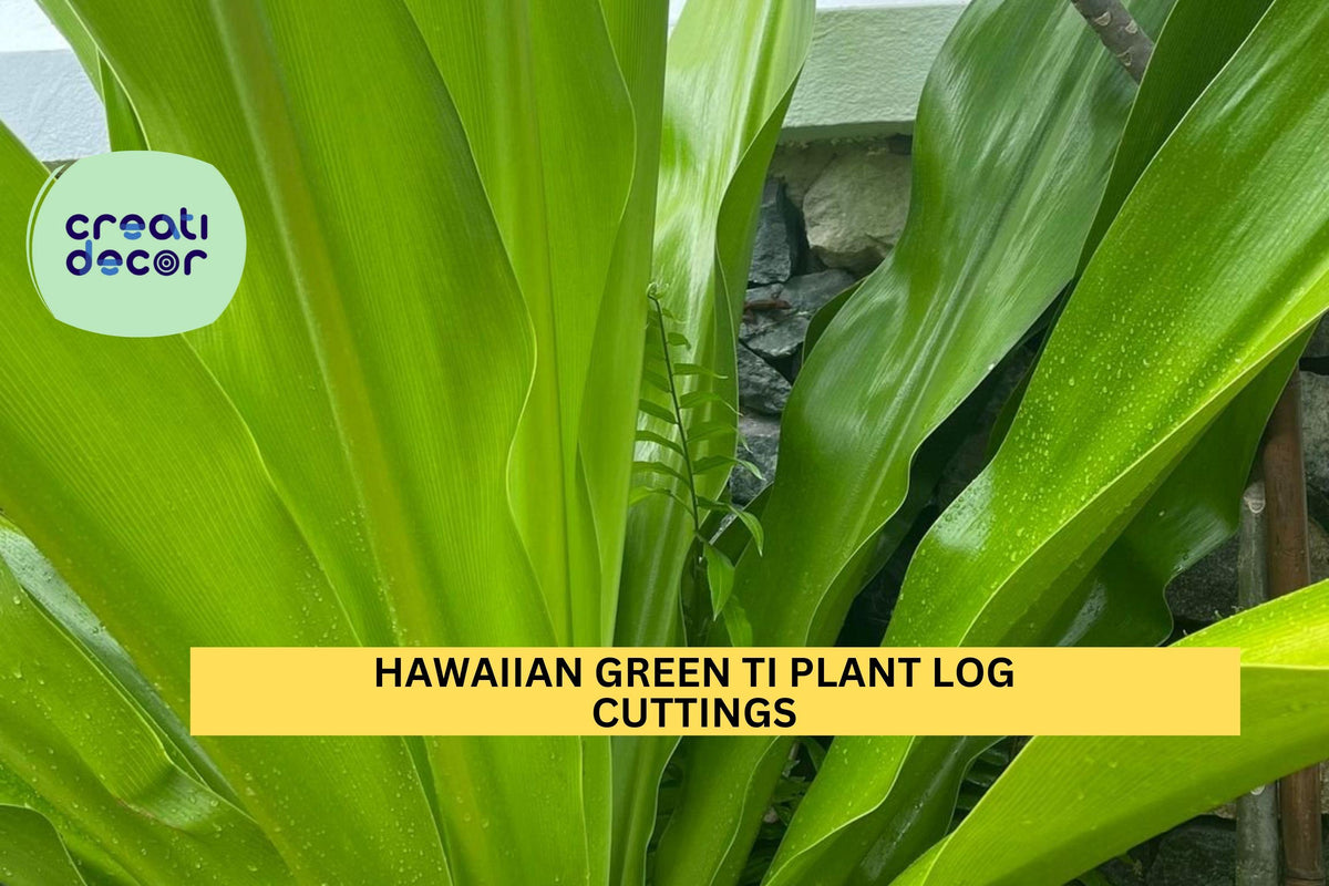 Hawaiian Green Ti Plant Cuttings | 2 Unrooted Cordyline Fruticosa Tropical Starter Stems | Green Foliage Plant