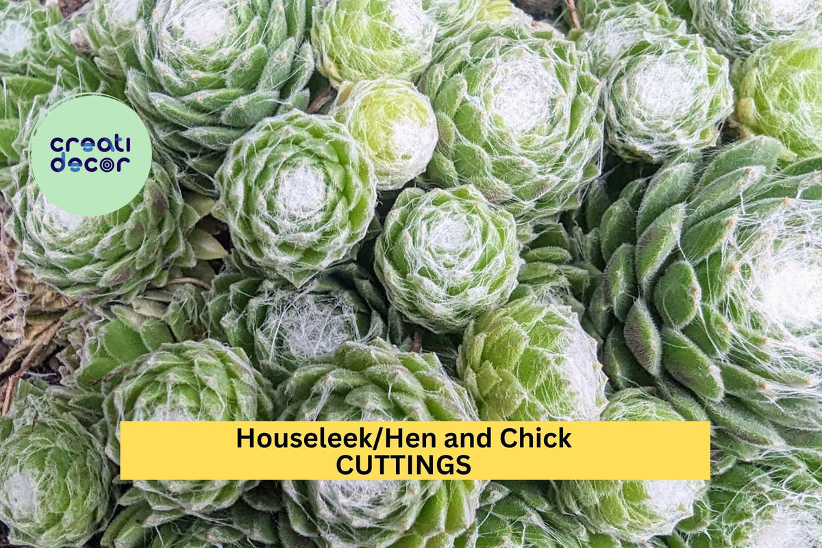 10 Sempervivum Hens & Chicks Succulents Set – Mixed Varieties, Hardy Drought-Tolerant Plants for Rock Gardens & Containers