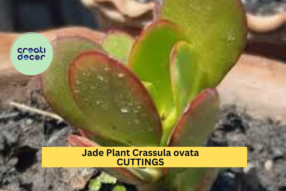 Jade Plant Cuttings 4-Pack | Unrooted Crassula ovata Succulents for Propagation | Money Plant Green Stems for Indoor Gardening