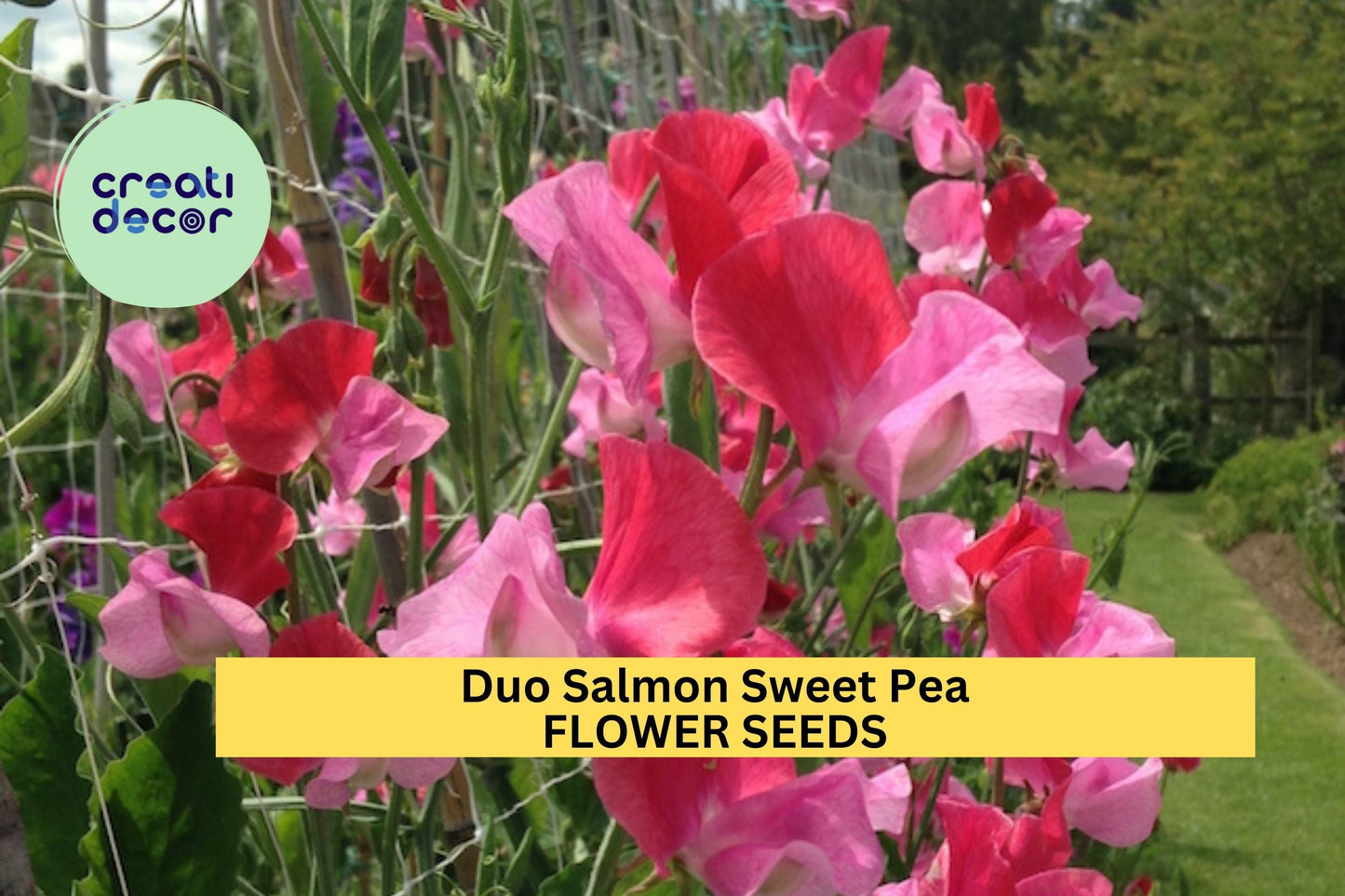 50+ Sweet Pea Seeds – Salmon Pink-Orange Fragrant Climbing Vines for Trellises & Gardens – Lathyrus odoratus