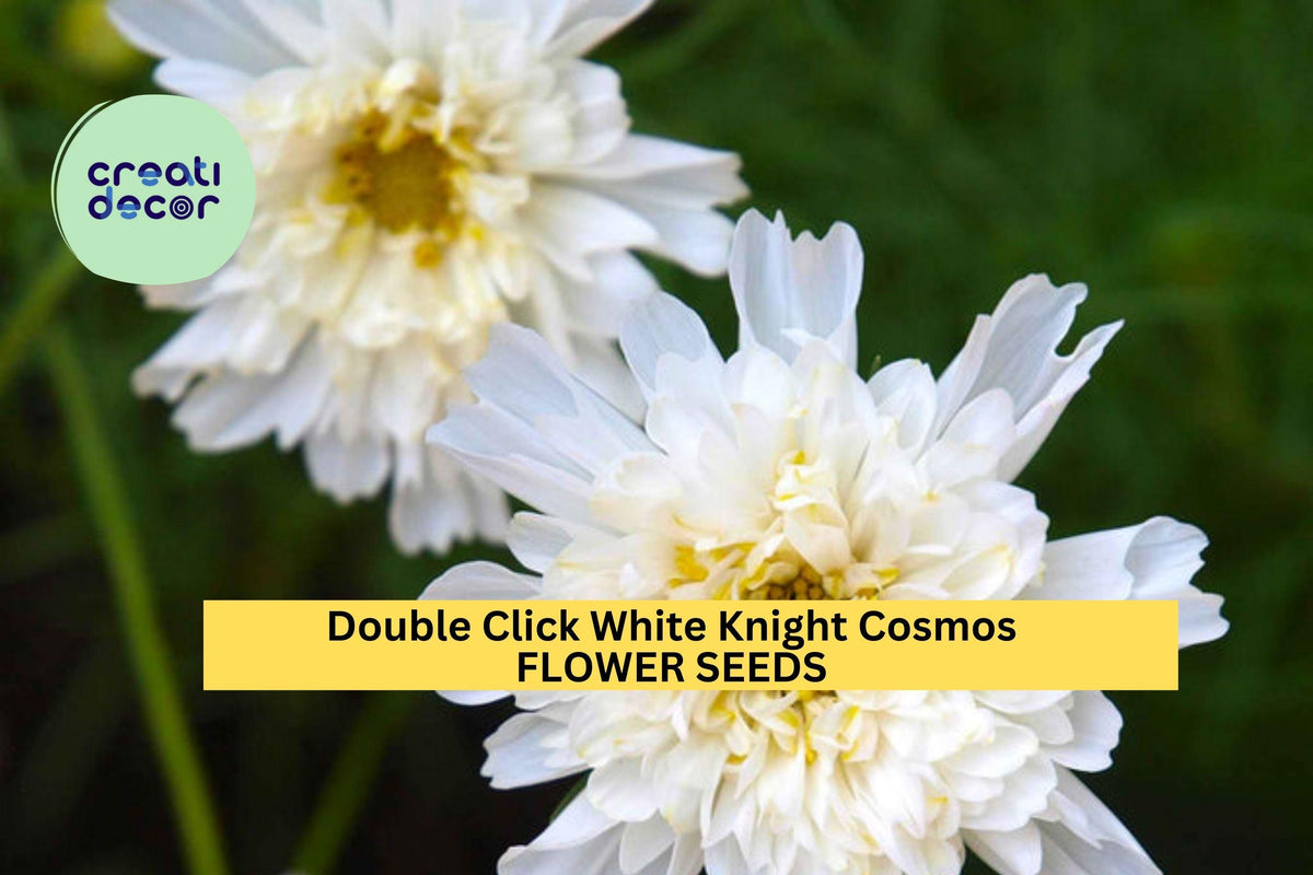 Double Click White Knight Cosmos Seeds – Frilly White Double Blooms, Annual, Cosmos bipinnatus, Cottage Gardens & Cut Flowers