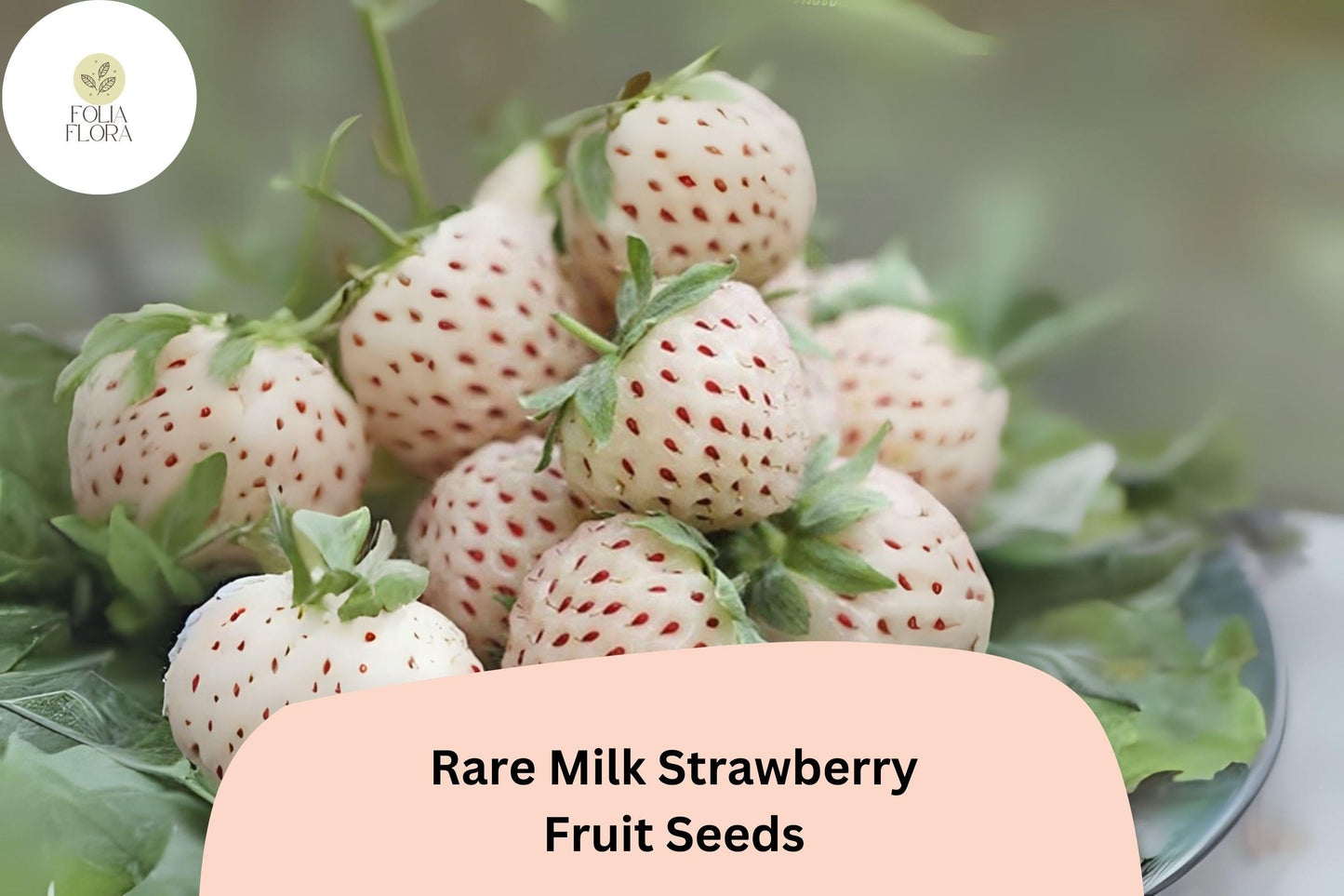 Rare Milk Strawberry Seeds – Heirloom White-Pink Berry Variety, Fragaria vesca, Fruit, Perennial, Container & Garden Bed