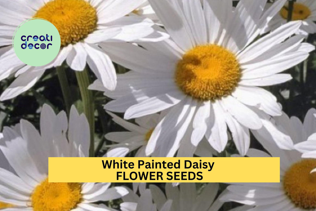200+ White Painted Daisy Seeds – Perennial Tanacetum coccineum with White Blooms & Yellow Centers for Garden, Pollinator-Friendly Planting
