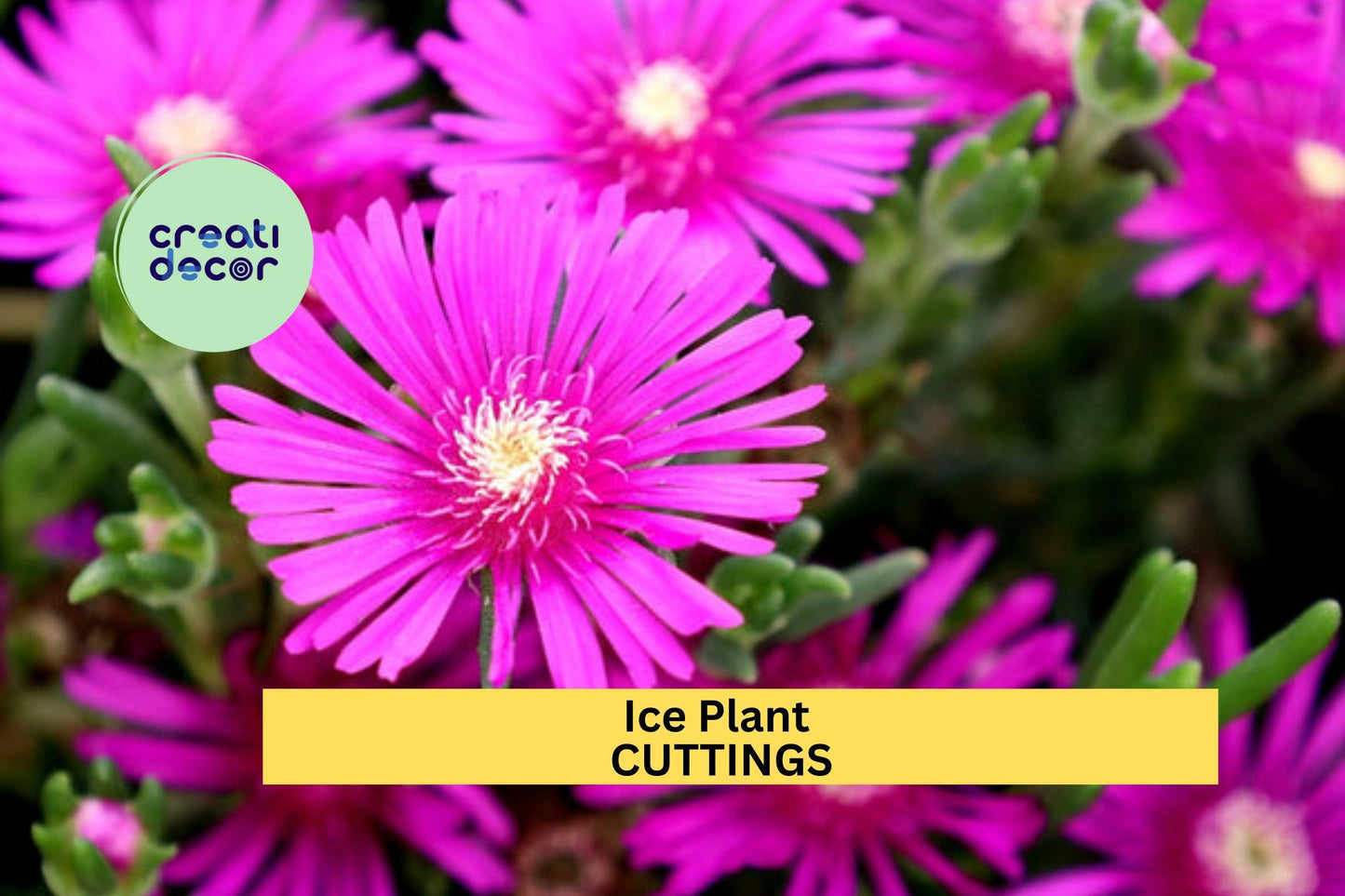 Magenta Ice Plant Cuttings 5-Pack | Delosperma cooperi Drought-Tolerant Ground Cover Succulent Starter Set