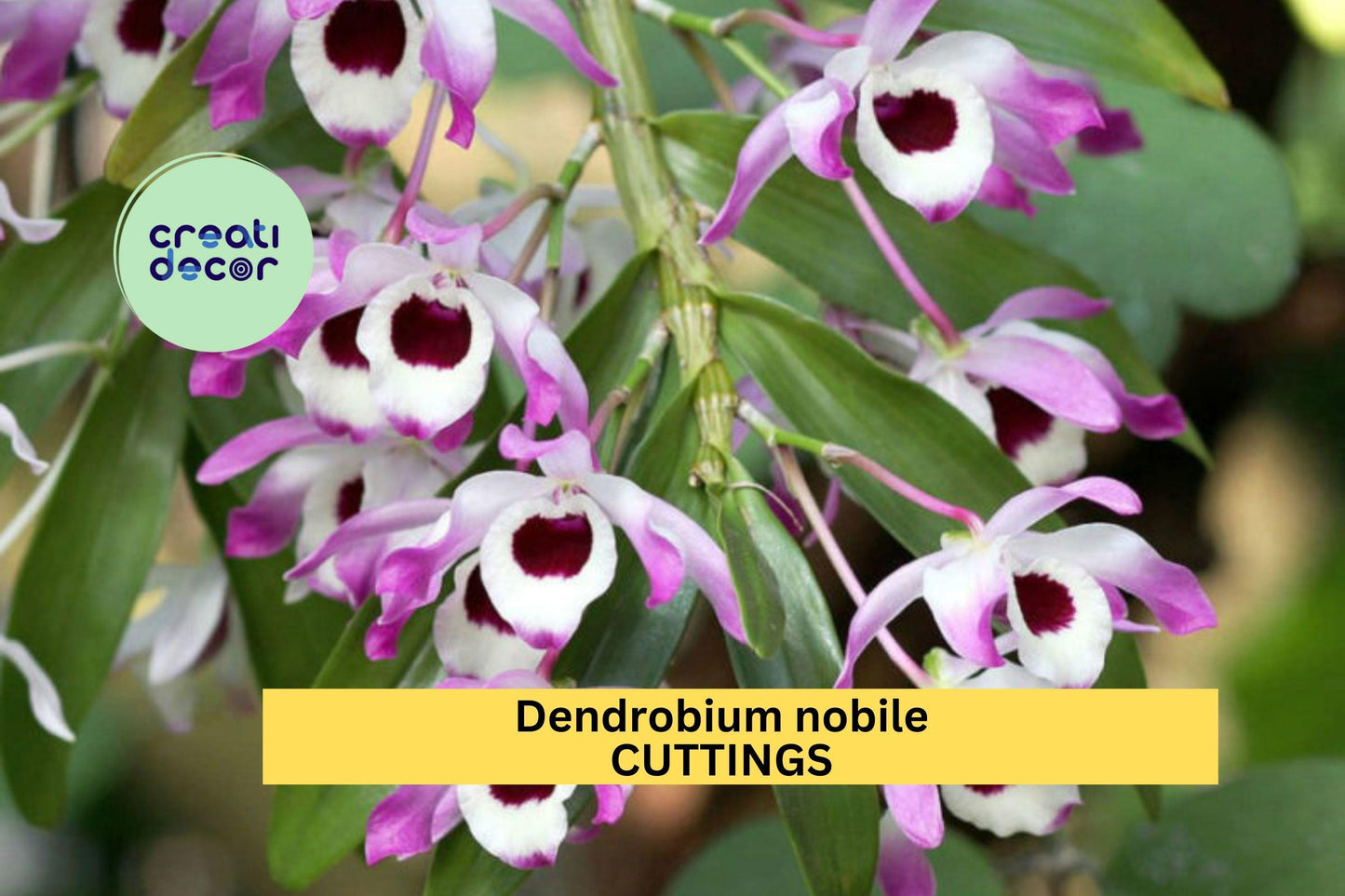 Dendrobium Nobile ‘Surprise’ Orchid Cuttings Pack of 50 Mixed Colors No Roots Propagation Starter