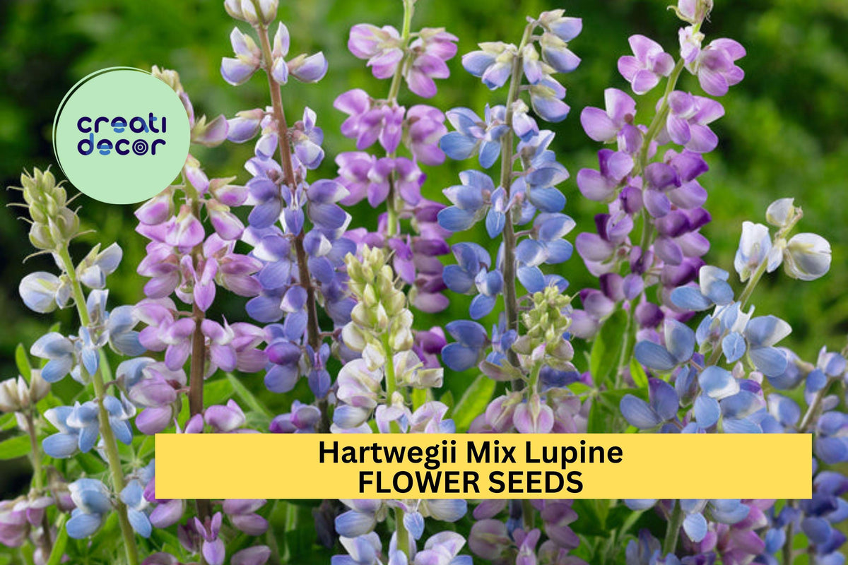 25+ Hartwegii Mix Lupine Seeds – Colorful Wildflower, Pollinator-Friendly, Annual, Lupinus hartwegii