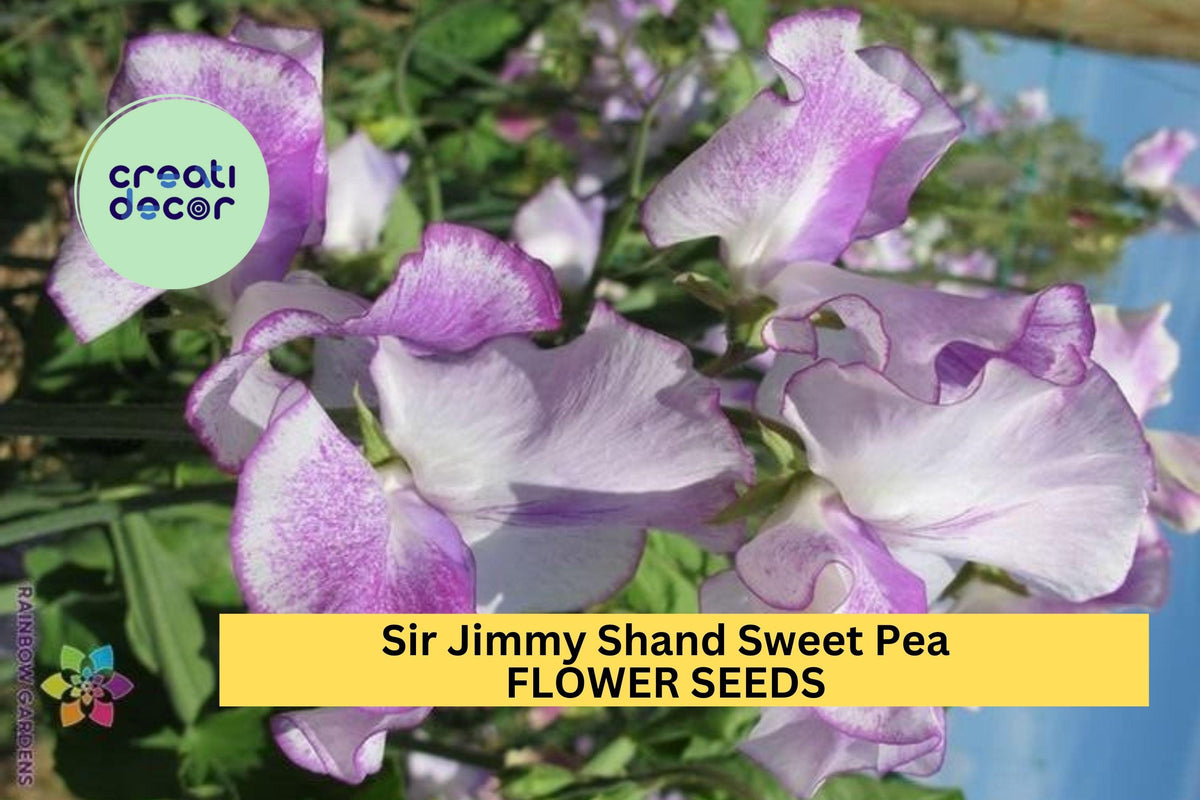 50+ Sir Jimmy Shand Sweet Pea Seeds – Lavender-Blue Fragrant Climbing Vines for Garden, Trellises, Fences | Lathyrus odoratus