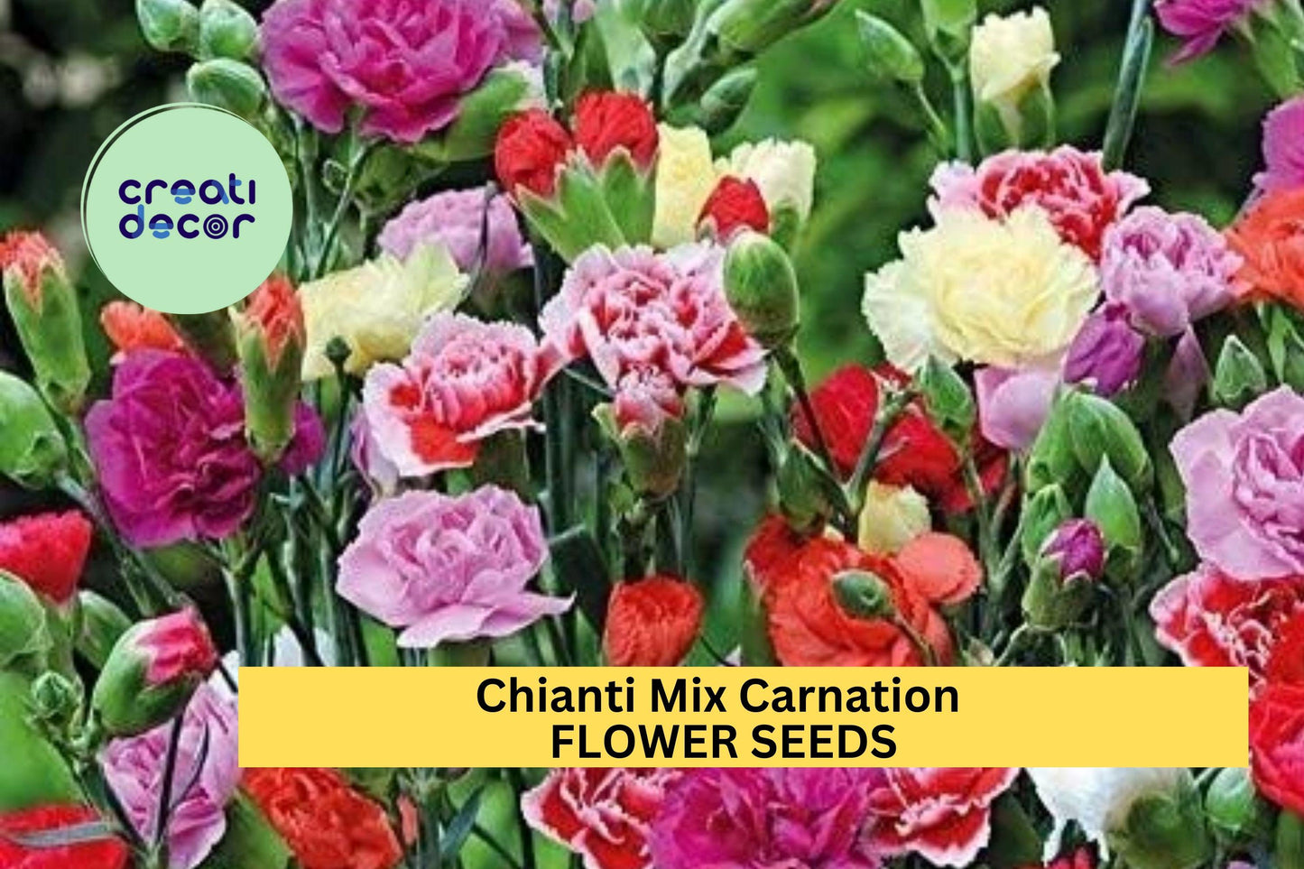 200+ Chianti Mix Carnation Seeds – Ruffled Red, Pink & Rose Flowers for Garden & Cut Flowers – Dianthus caryophyllus