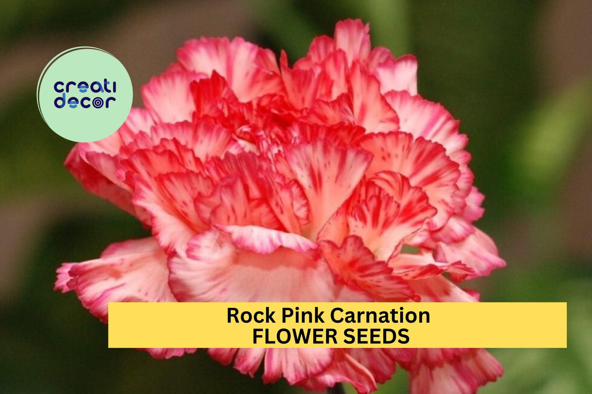 Rock Pink Carnation Seeds – Bright Pink Ruffled Blooms, Fragrant Dianthus caryophyllus for Borders, Cut Flowers & Gardens