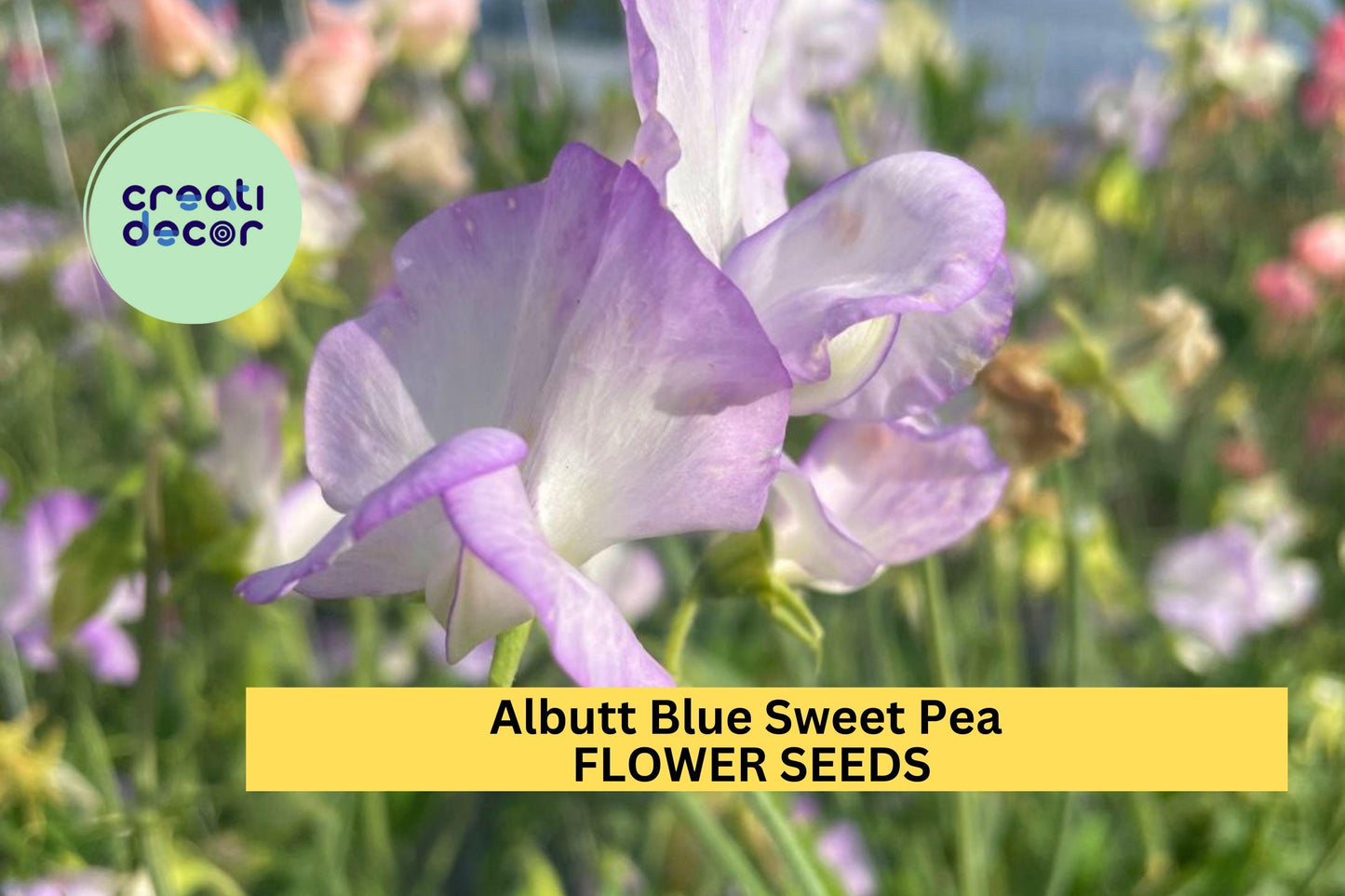 50+ Albutt Blue Sweet Pea Seeds – Cream & Lavender Fragrant Climbing Vines for Trellises, Fences & Gardens | Lathyrus odoratus