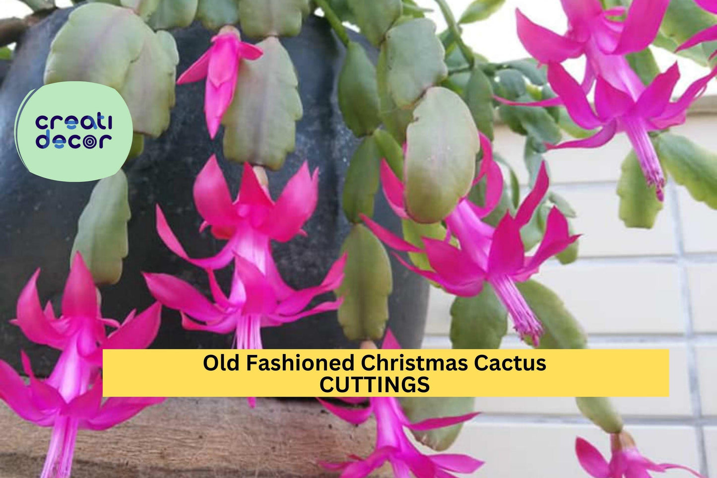 Christmas Cactus Cuttings Set of 5 | Schlumbergera bridgesii | Heirloom Holiday Blooms | Easy to Root Succulent Segments