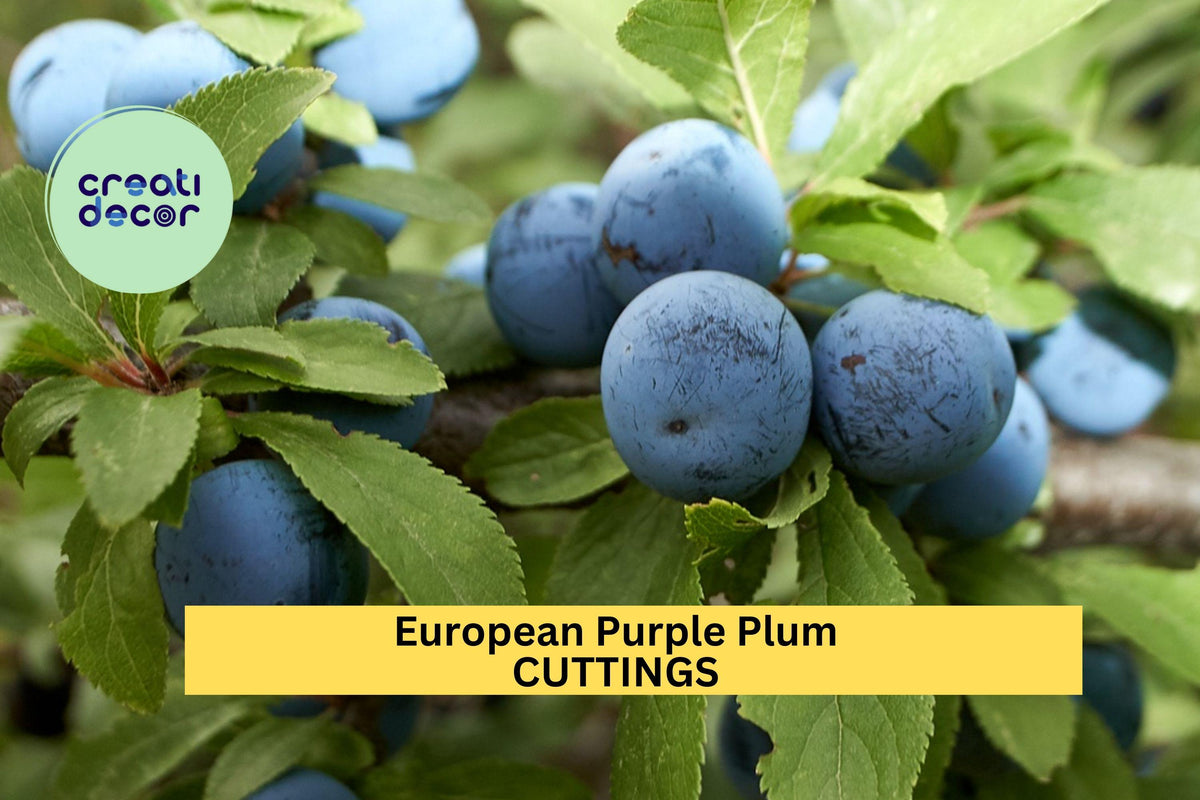 European Purple Plum Live Plant - 1 Rooted Cutting - Edible Fruit Tree - Prunus domestica