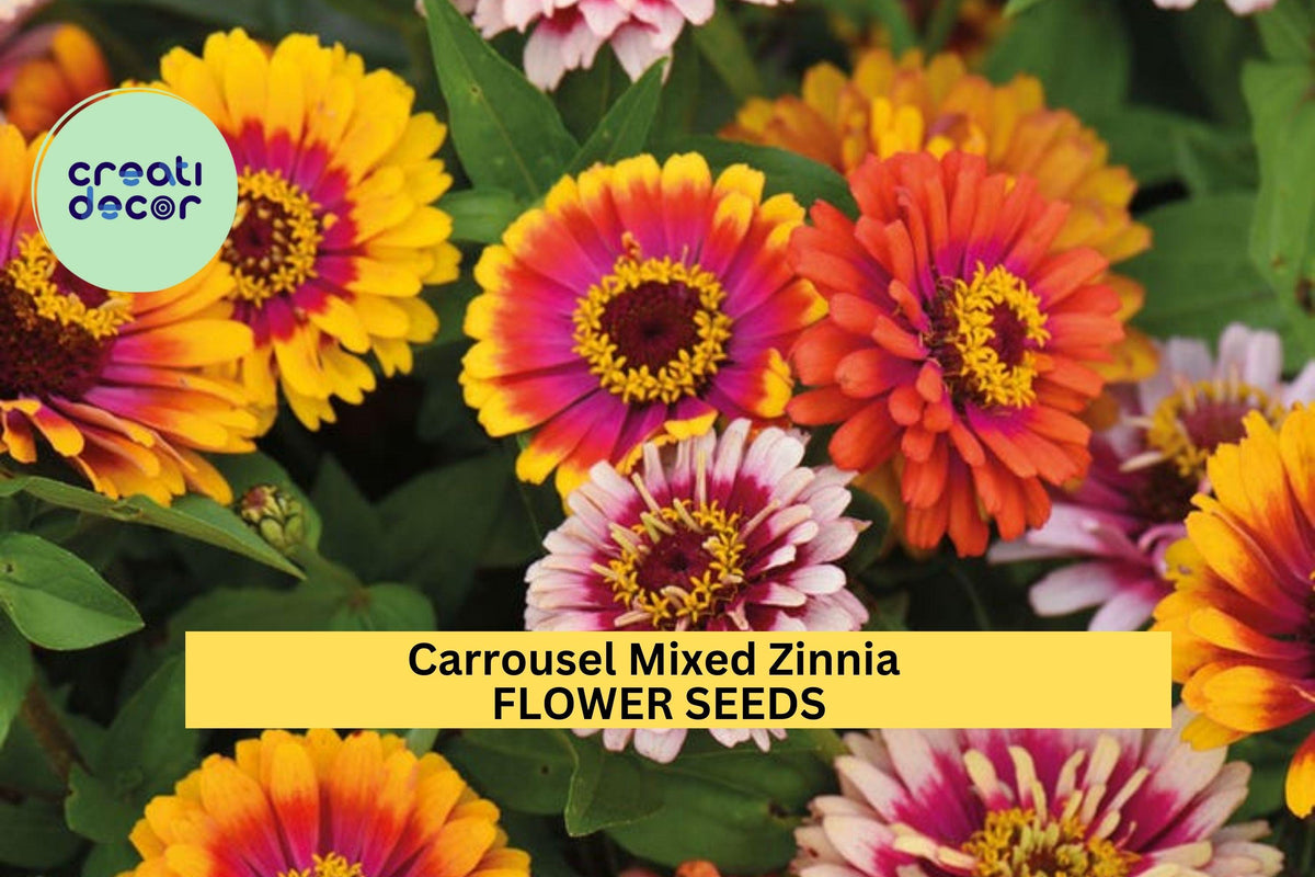 100+ Carrousel Mixed Zinnia Seeds – Bright Multi-Color Annual Flowers for Garden Beds & Bouquets – Zinnia elegans