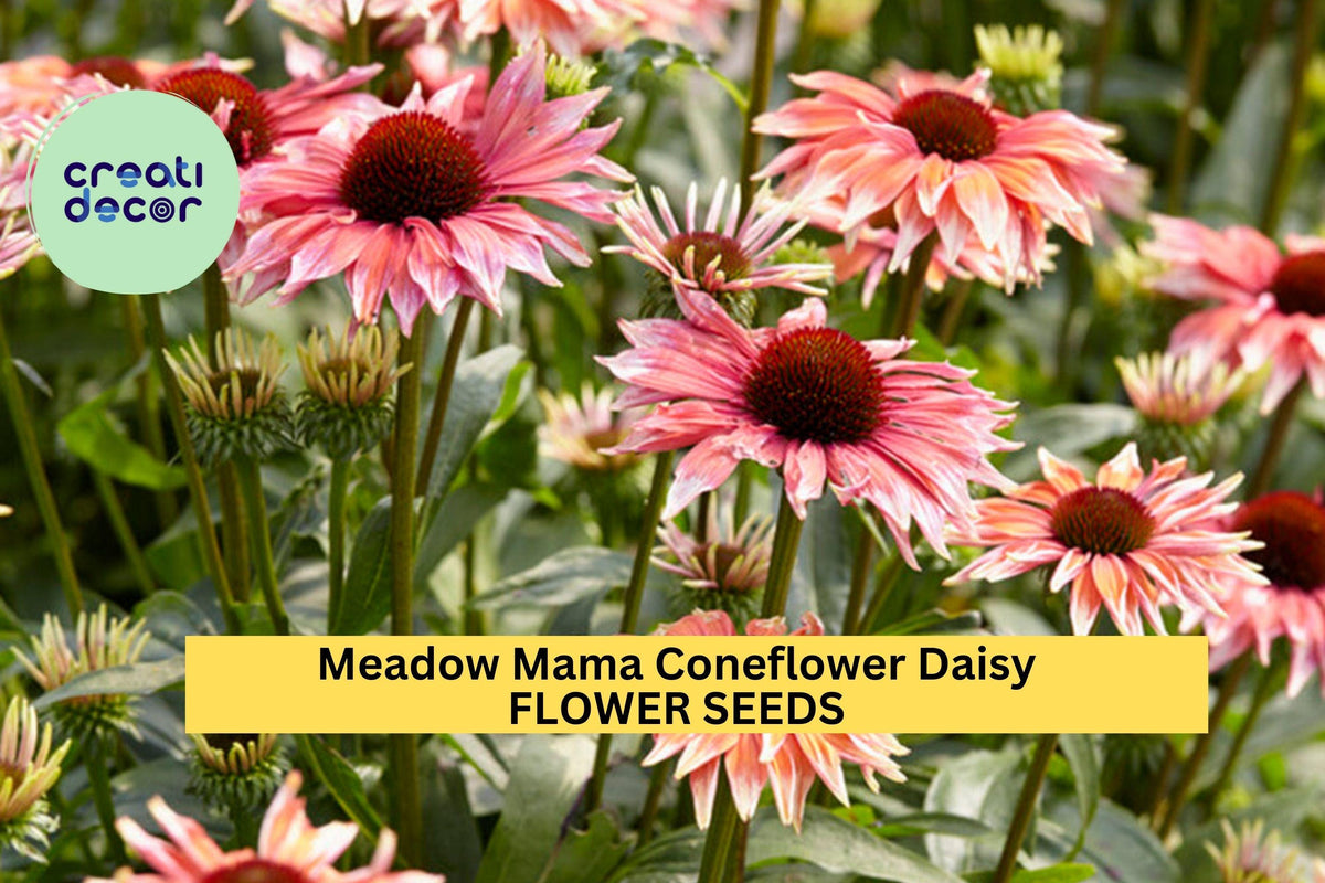 200+ Meadow Mama Coneflower Seeds – Pink Petaled Perennial Echinacea purpurea for Pollinator Gardens, Wildflower Borders, Drought-Tolerant