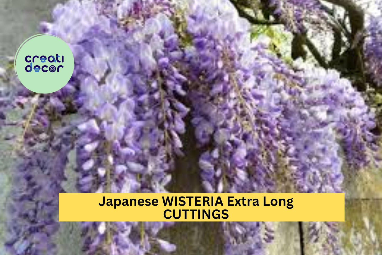Japanese Wisteria Cuttings 10 Pcs – Fragrant Purple Flowers for Pergolas, Trellises, Garden Arbors | Wisteria floribunda