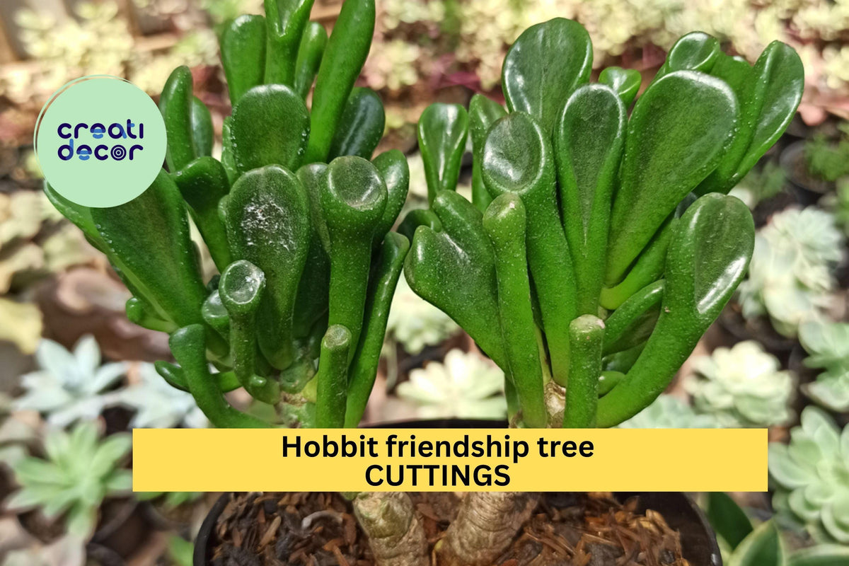 4 Hobbit Jade Plant Cuttings – Crassula ovata ‘Hobbit’ Succulent with Curled Leaves for Pots, Indoor, Bonsai, Drought-Tolerant