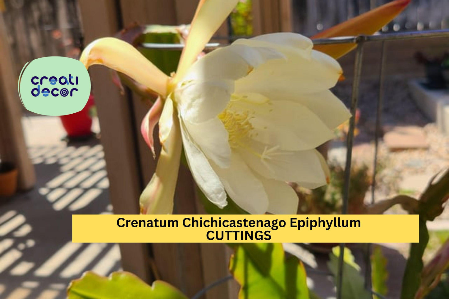 Epiphyllum Crenatum ‘Chichicastenango’ Cuttings – Orchid Cactus Starter Stems for Pots & Hanging Baskets