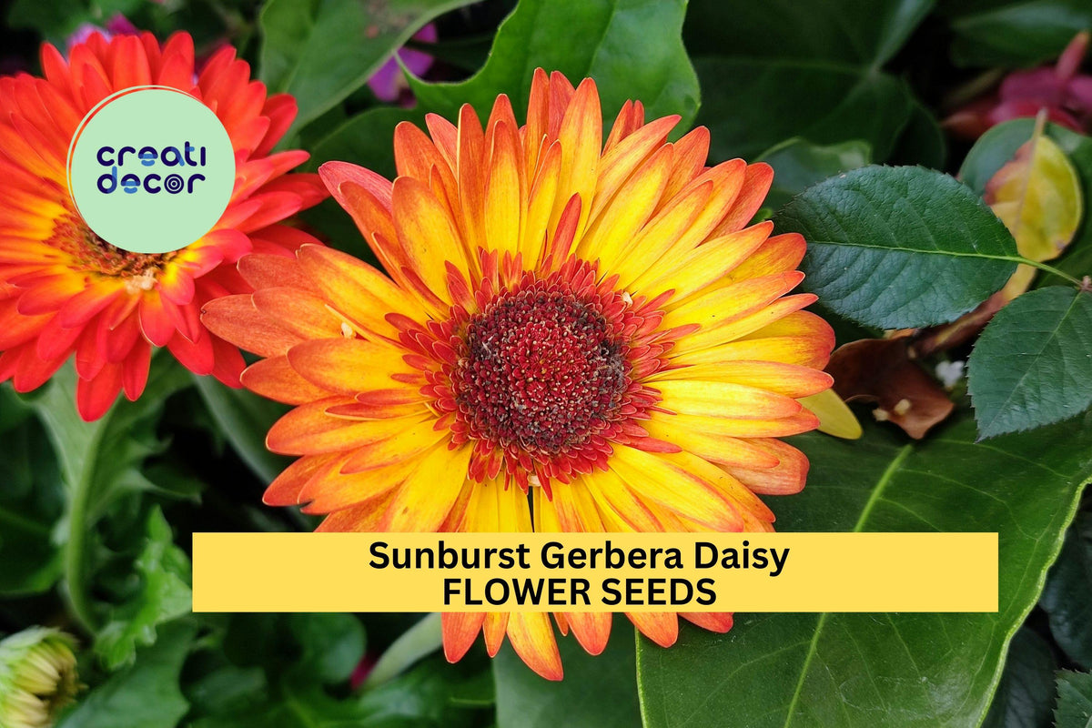 Sunburst Gerbera Daisy Seeds – 200+ Yellow-Orange Blooms, Bright Garden Annuals, Gerbera jamesonii, Full Sun, Easy to Grow
