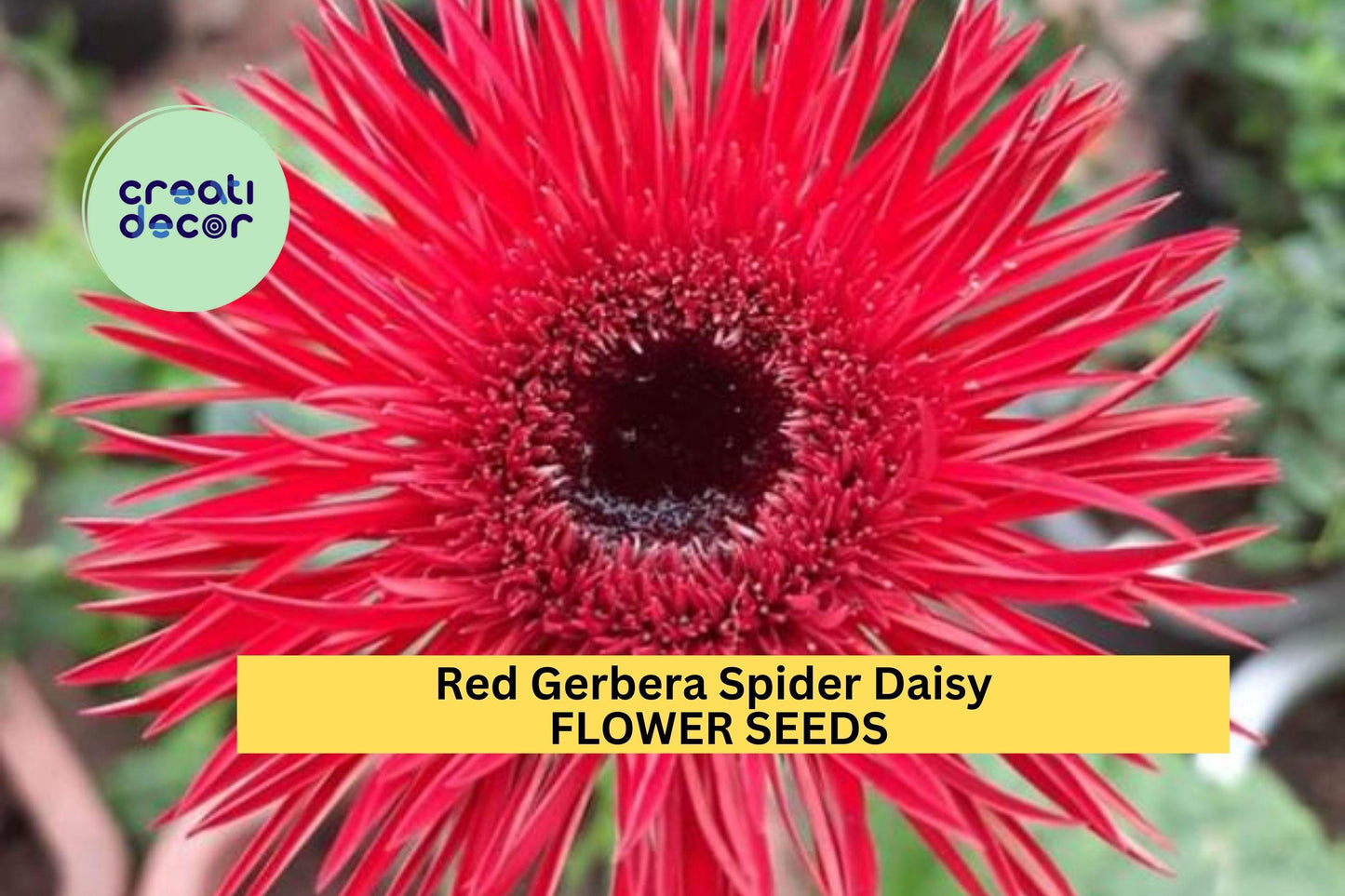 Red Gerbera Spider Daisy Seeds – 50+ Bright Red Spiky Petal Annuals for Garden Beds & Pots – Gerbera jamesonii