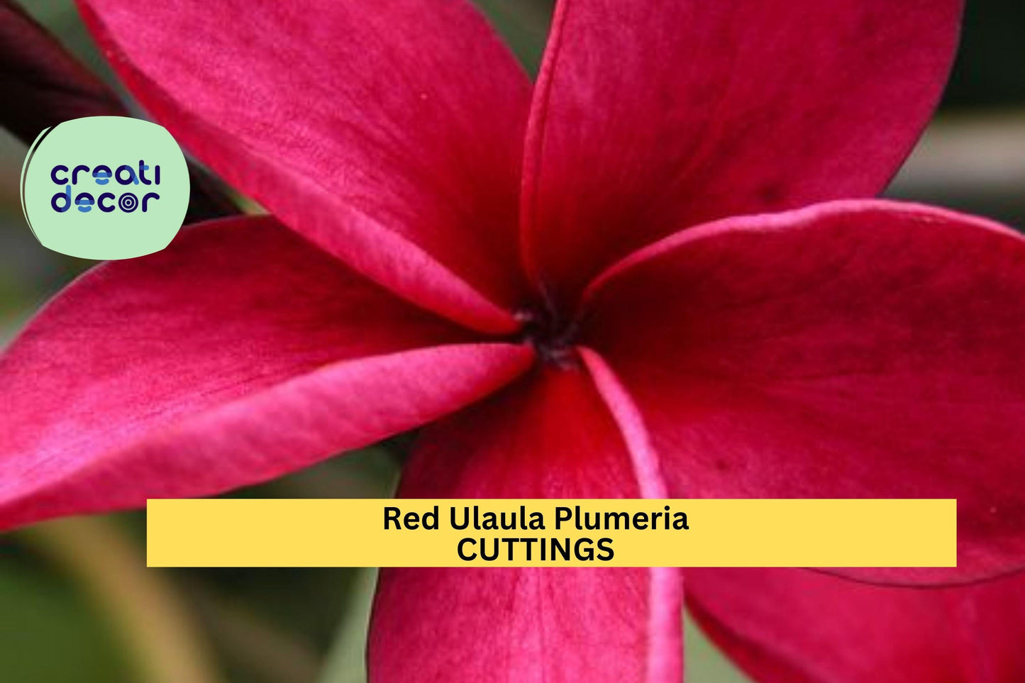 Hawaiian Red Ula‘ula Plumeria Cutting – 8" Frangipani Stem, Tropical Fragrant Flower, Plumeria rubra, for Pots & Gardens