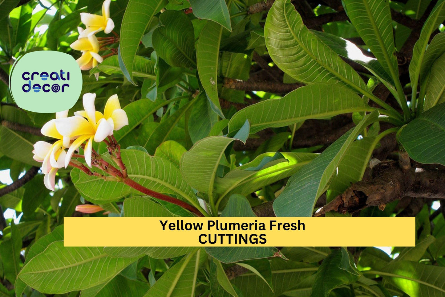 Yellow Plumeria Cutting – 10" Unrooted Stem with Double Head, Plumeria rubra, Tropical Frangipani for Pots & Gardens