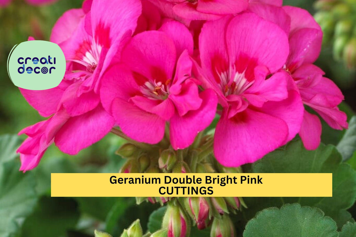 Double Bright Pink Geranium Cuttings – 5" Pelargonium spp. Unrooted Stems for Pots, Borders, Baskets