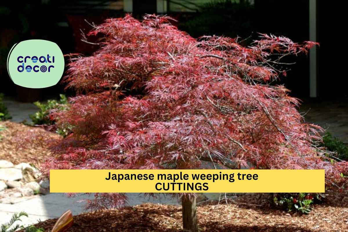 10 Garnet Japanese Maple Cuttings – Acer palmatum dissectum ‘Garnet’ Weeping Laceleaf for Grafting & Propagation