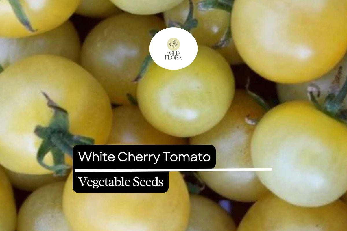 White Cherry Tomato Seeds – Heirloom Solanum Lycopersicum, 15 Seeds for Garden, Container, Salad, Snacking